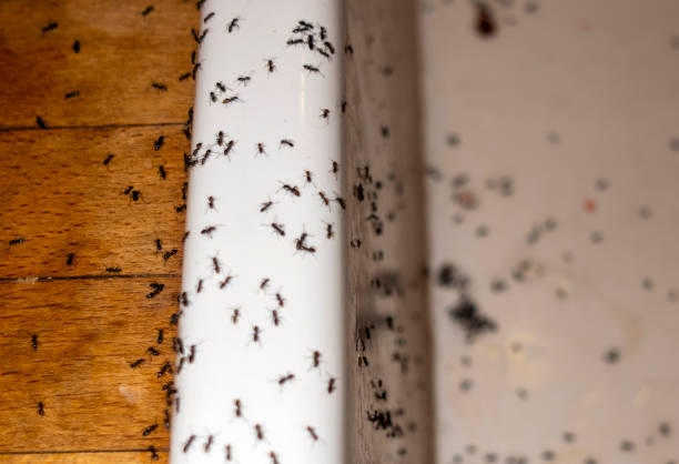 Spider Control Near Me in Emeryville, CA